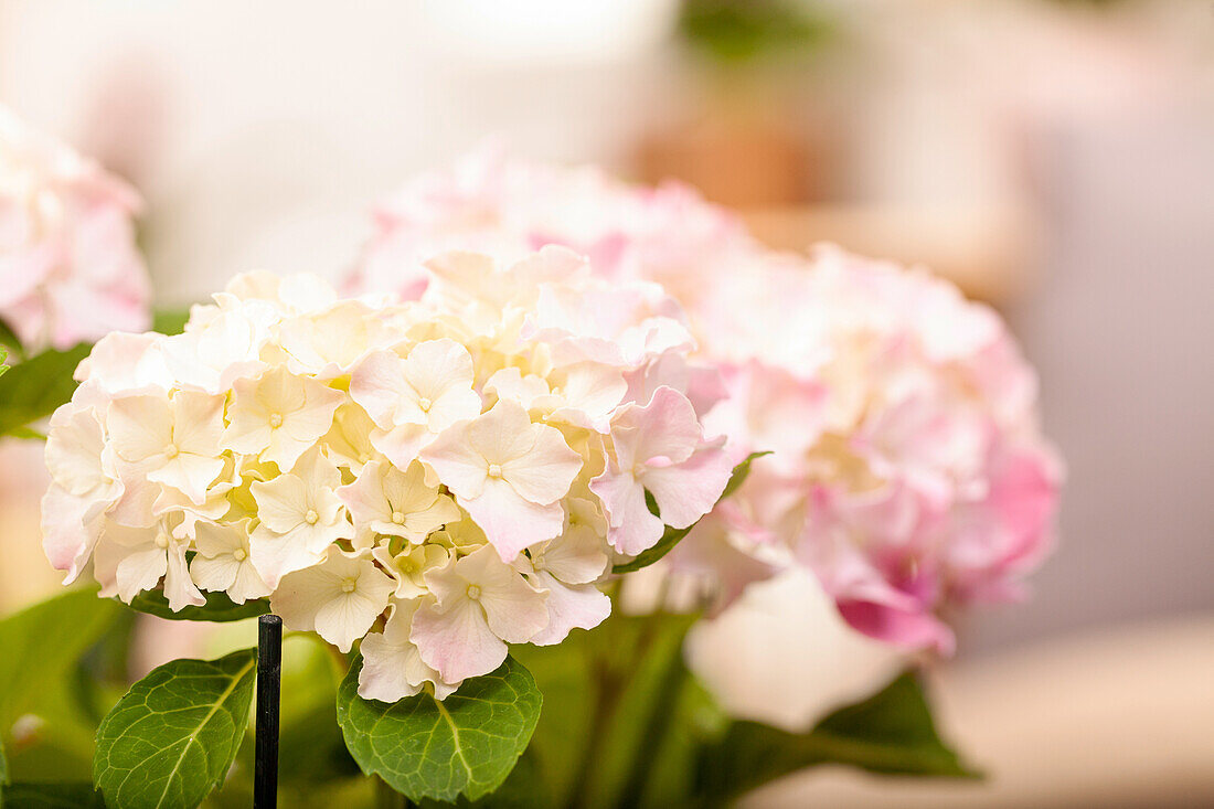 Hydrangea macrophylla, weiß