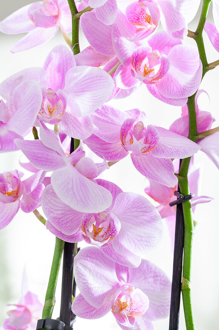 Phalaenopsis, pink