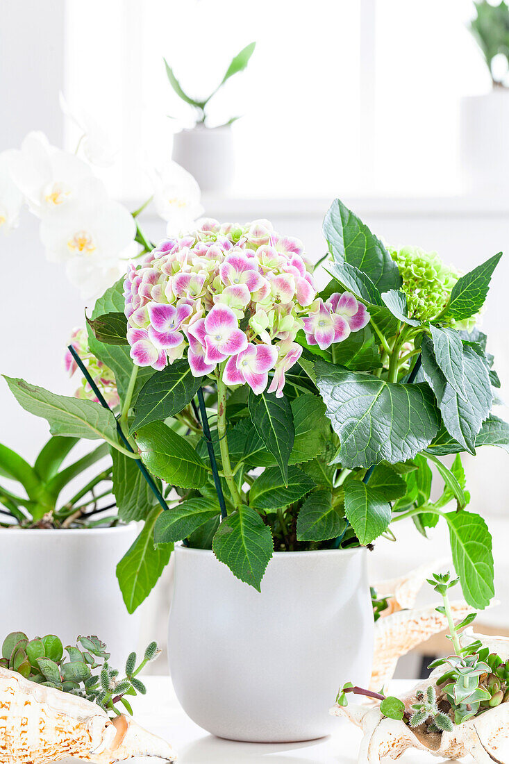 Hydrangea macrophylla, bicoloured