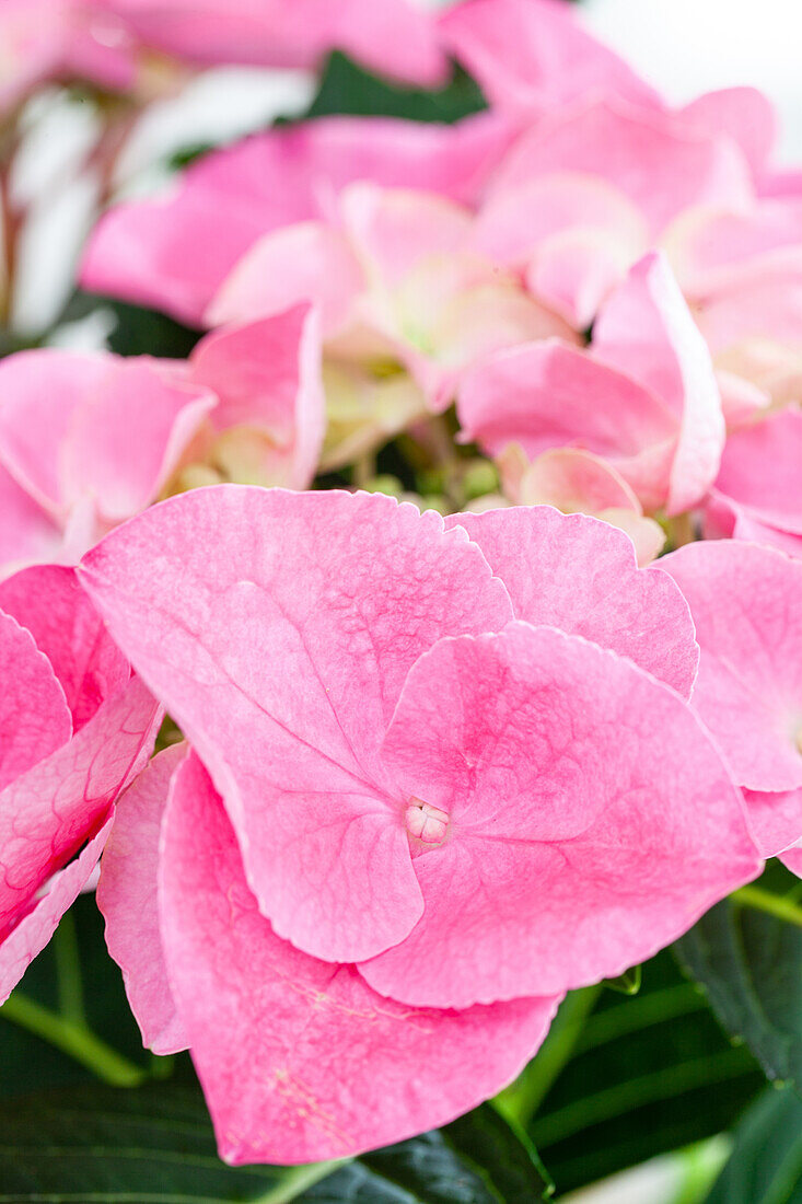 Hydrangea macrophylla, rosa