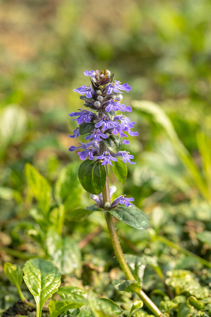 Ajuga reptans