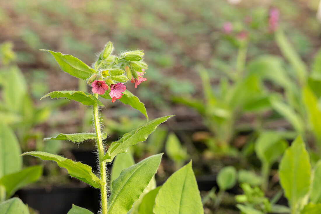 Pulmonaria rubra 'Redstart'