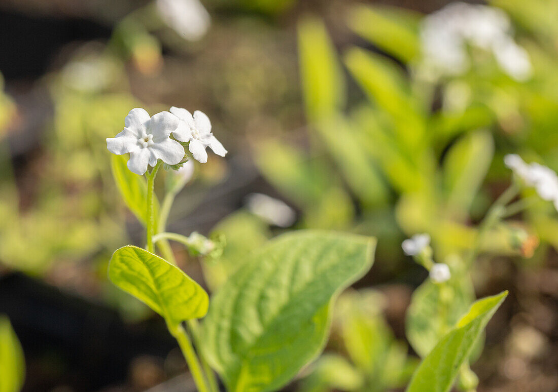 Omphalodes verna 'Alba'