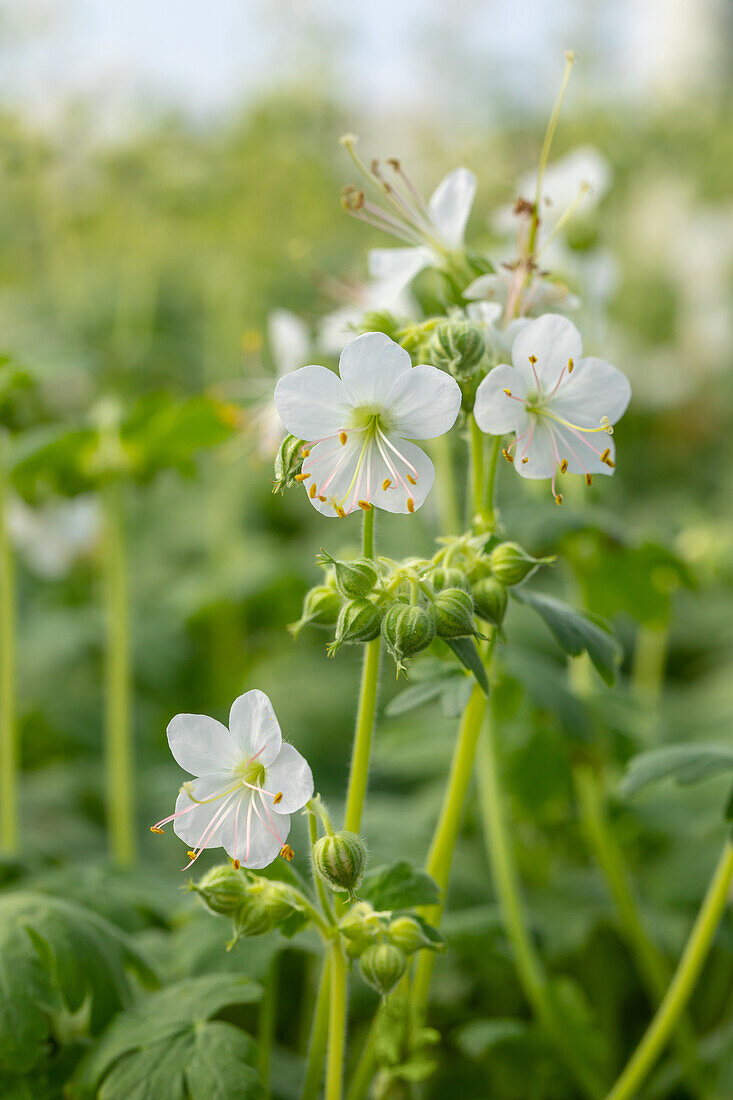 Geranium macrorrhizum 'Album'