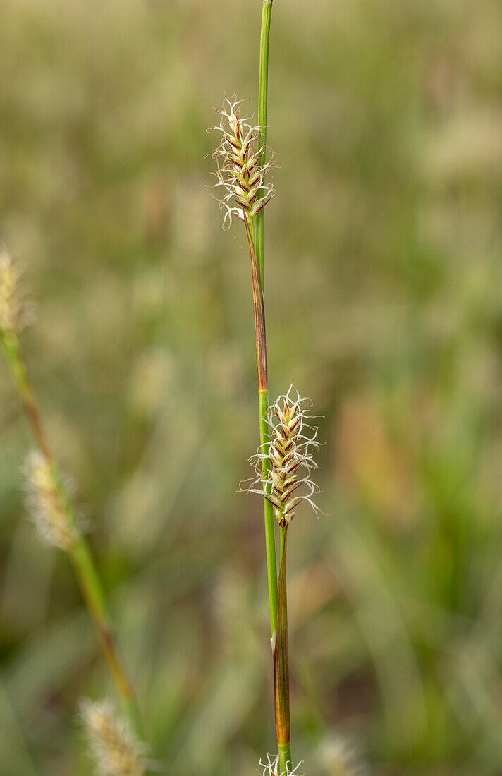 Carex morrowii ssp. foliosissima 'Icedance'