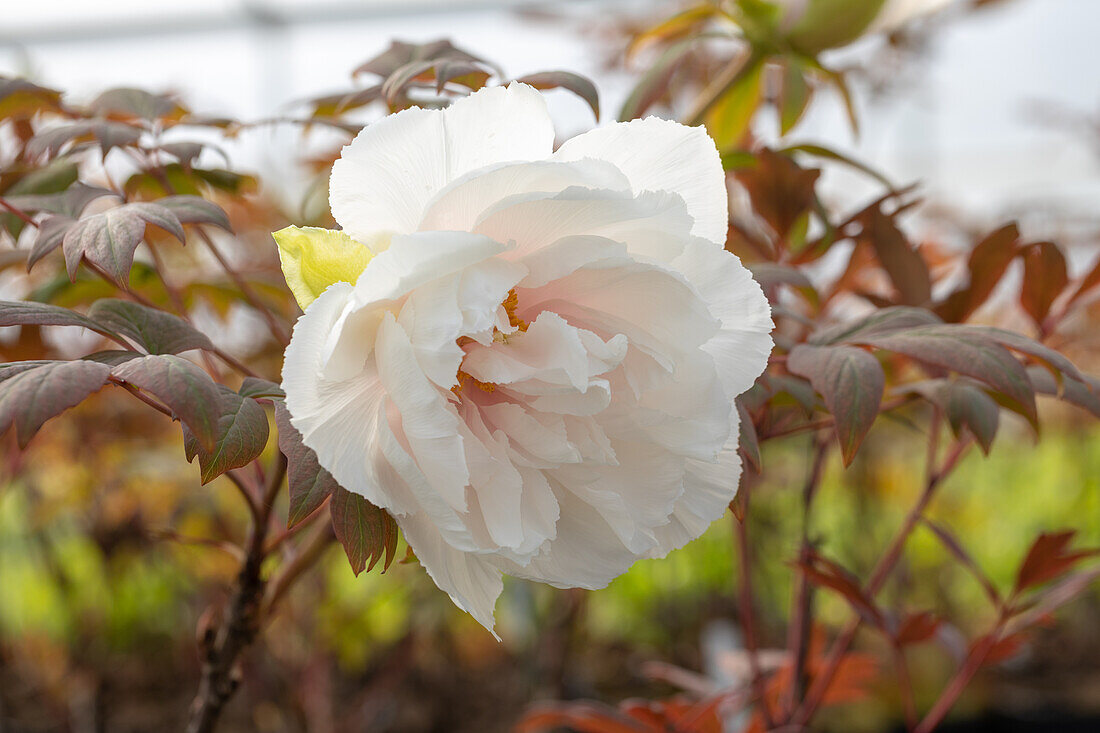 Paeonia x suffruticosa 'Yachiyo Tsubaki'