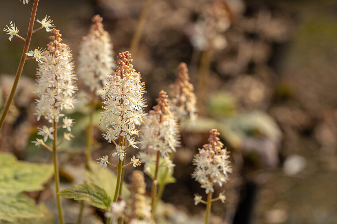 Tiarella wherryi