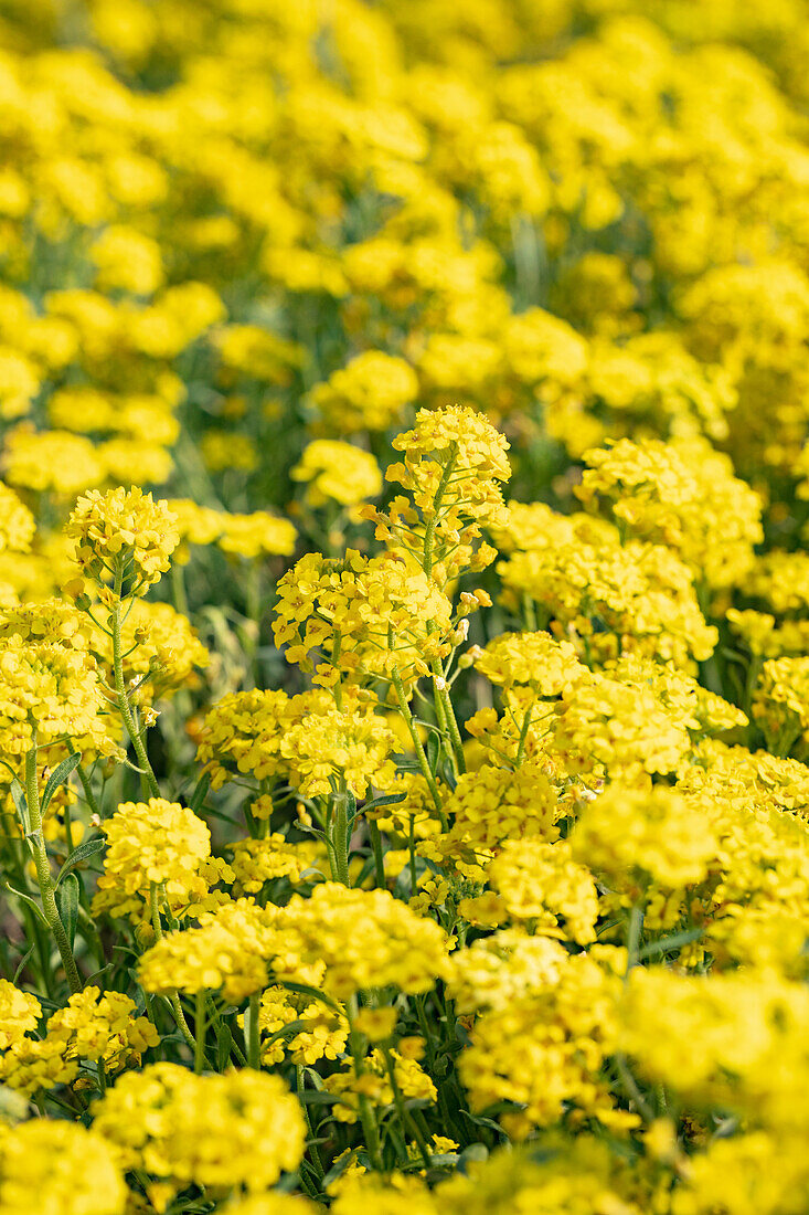 Alyssum montanum 'Berggold'