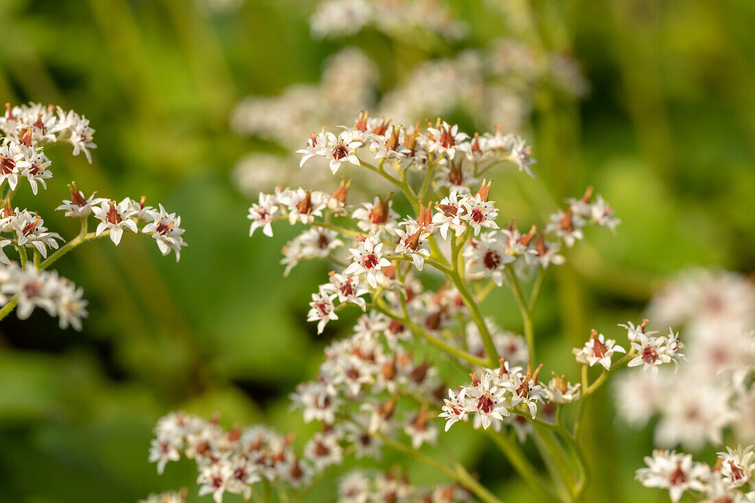 Mukdenia rossii