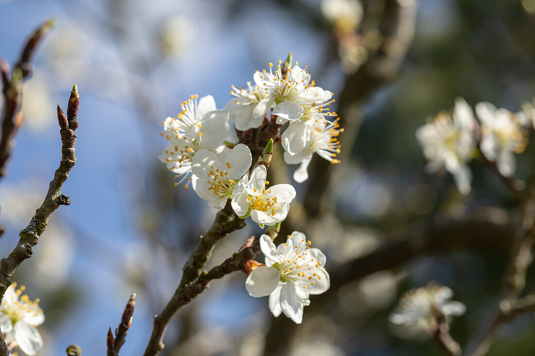 Prunus spinosa