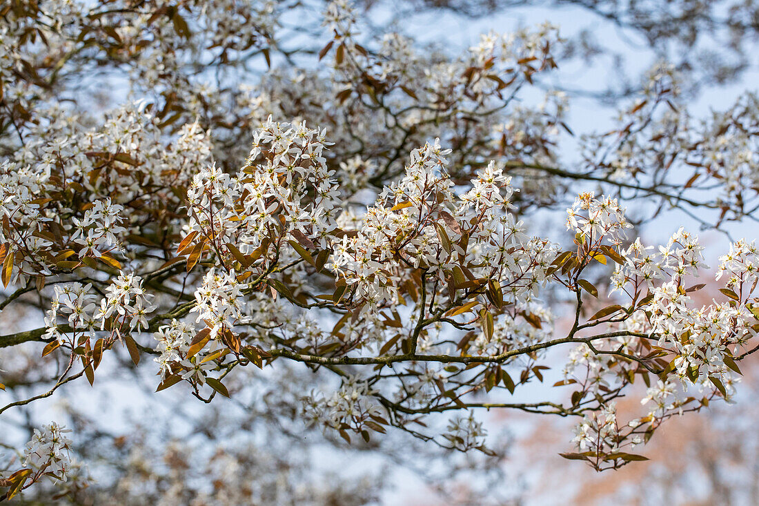 Amelanchier lamarckii