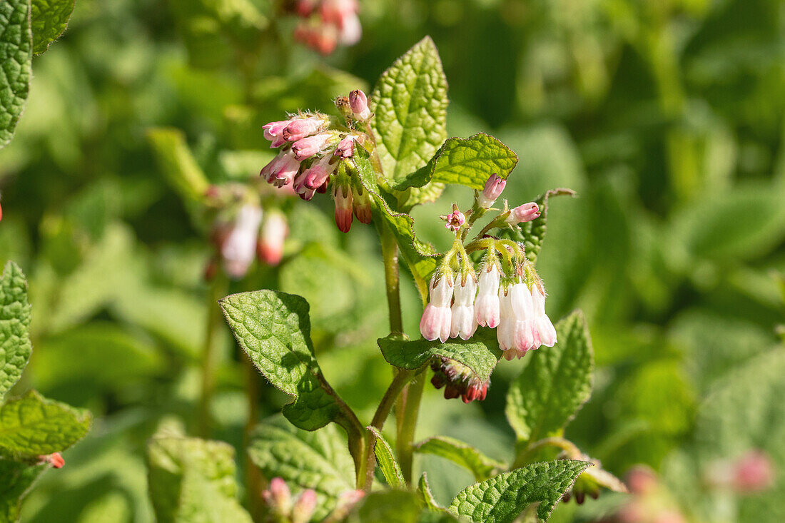 Symphytum grandiflorum