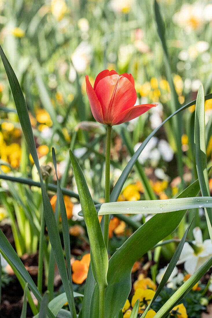 Tulipa, red