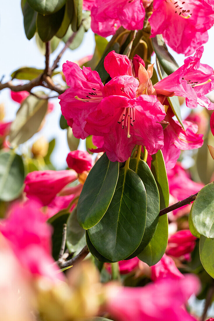 Rhododendron 'Luscombei'