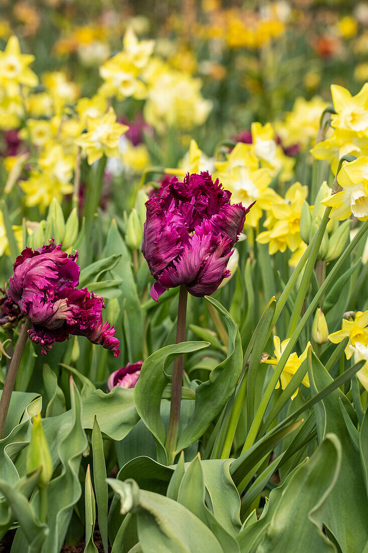 Tulipa Parrot