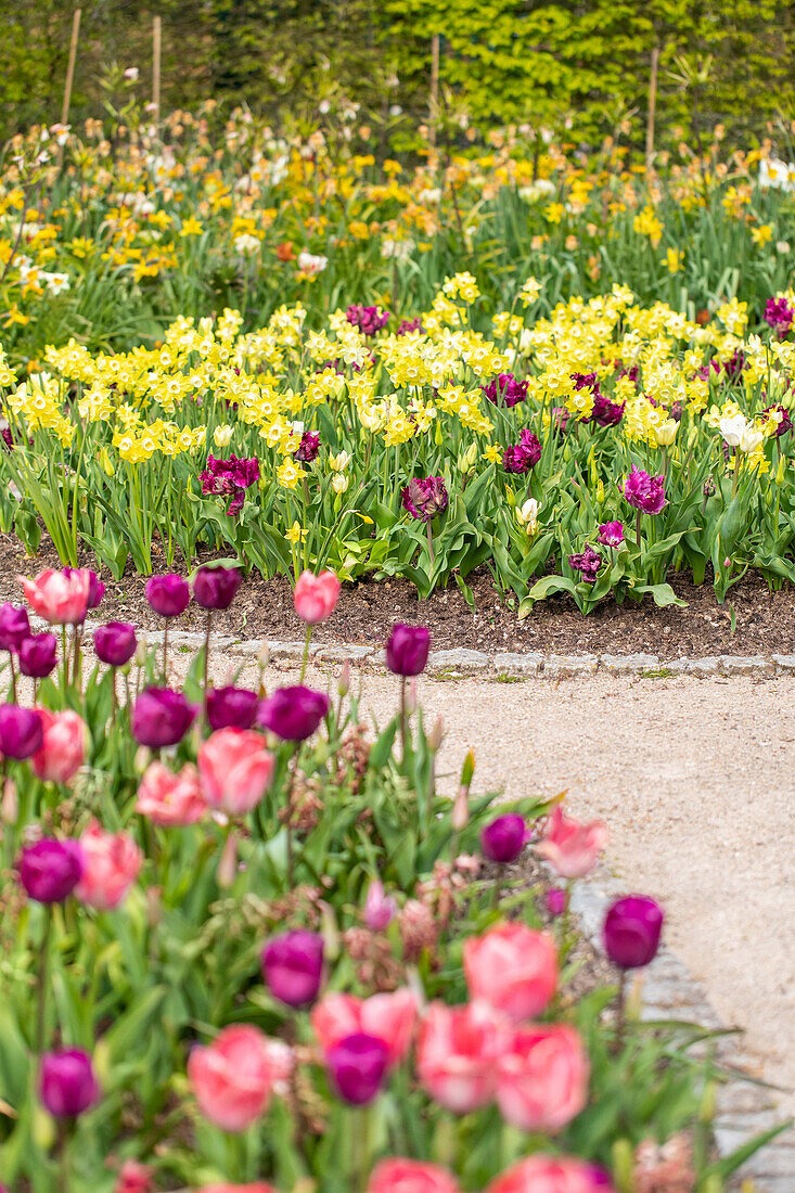 Beet mit Tulpen und Narzissen