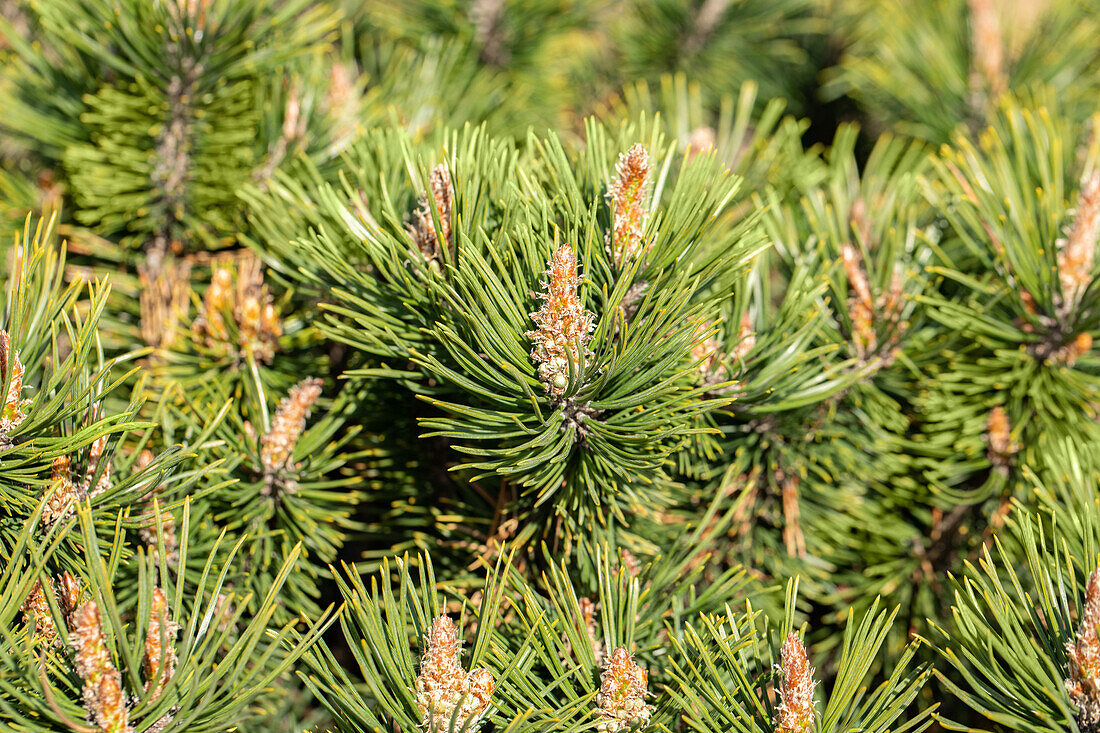 Pinus mugo 'Humpy'