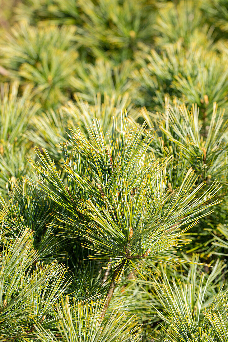 Pinus strobus 'Minima'