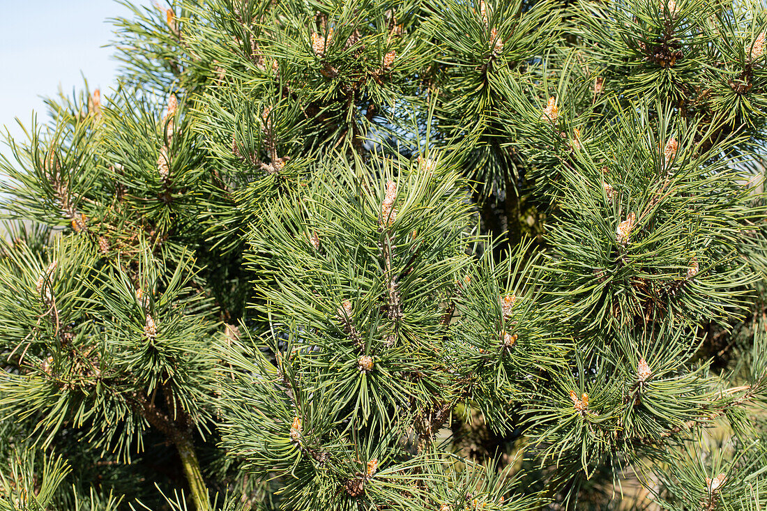 Pinus mugo 'Columnaris'