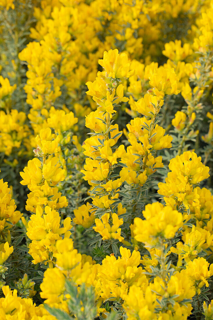 Cytisus austriacus