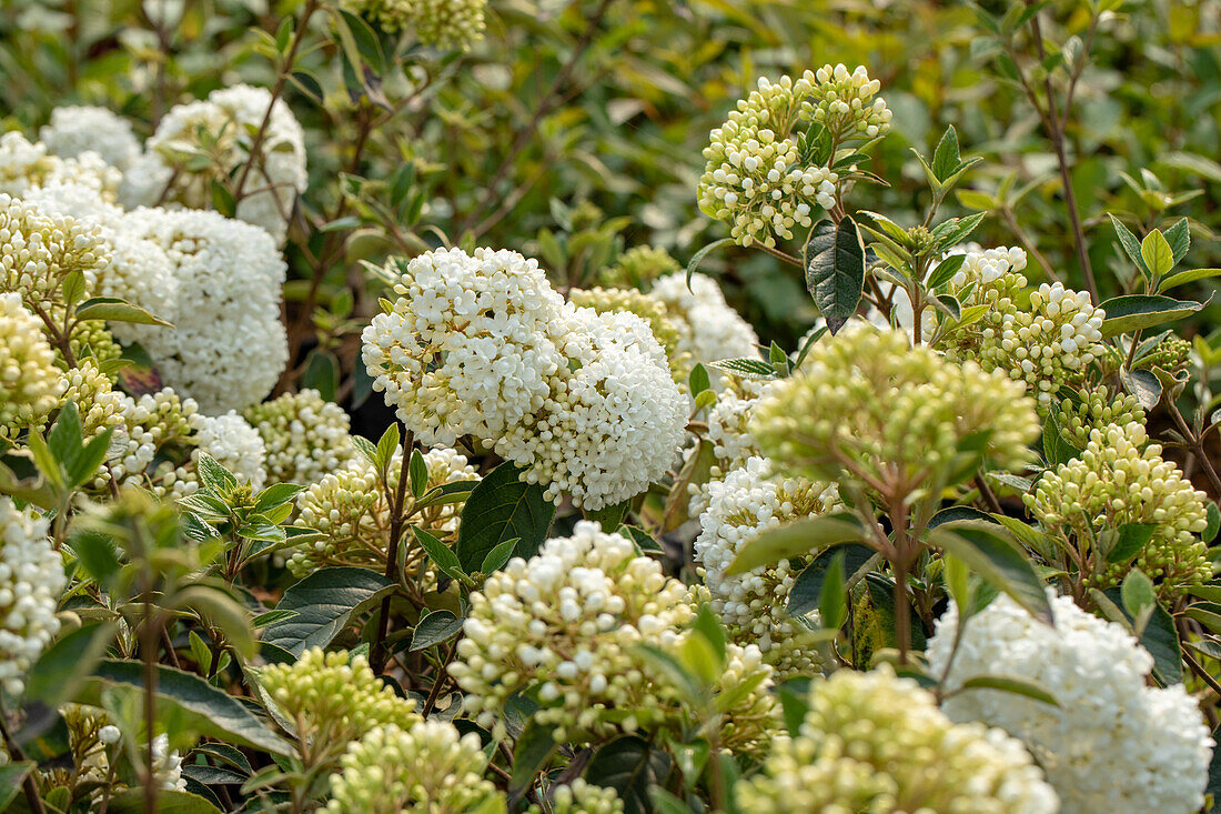 Viburnum 'Eskimo'