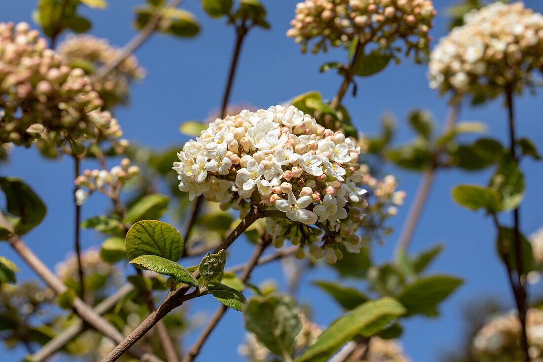 Viburnum carlcephalum