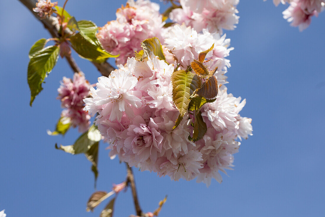 Prunus serrulata 'Kiku-shidare-zakura'