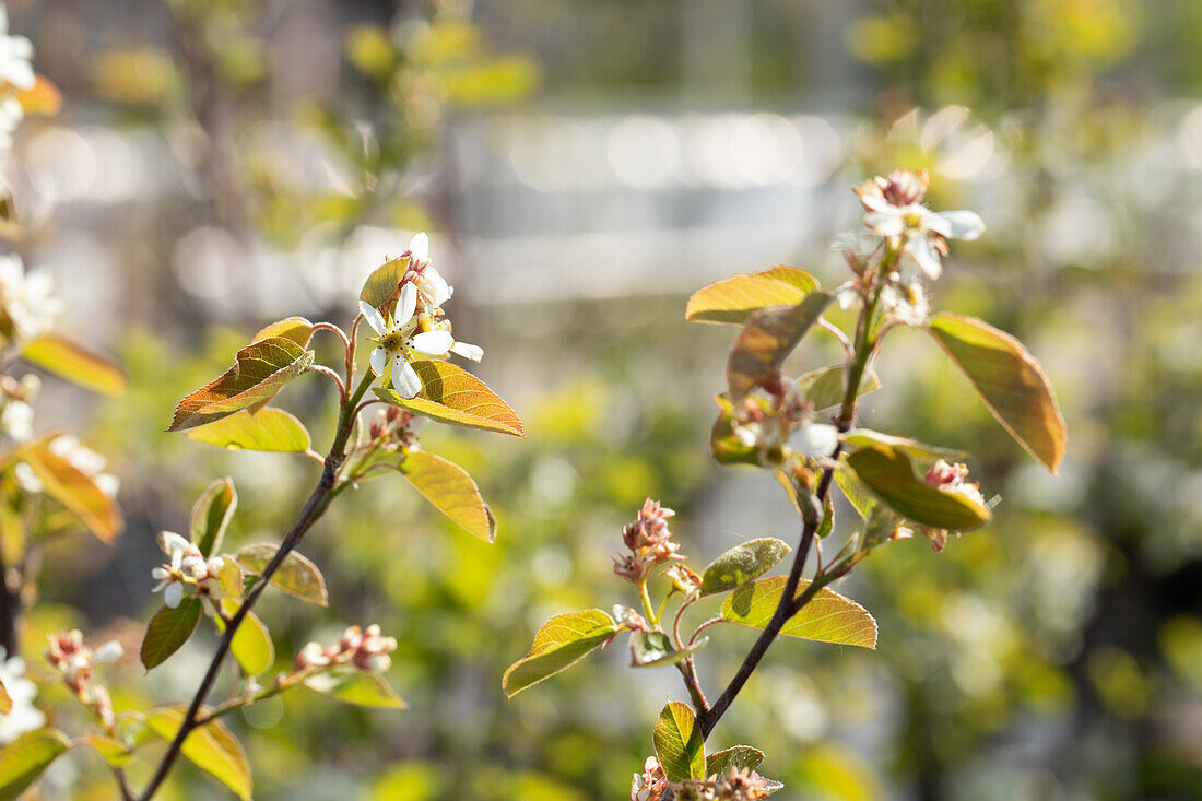 Amelanchier ovalis