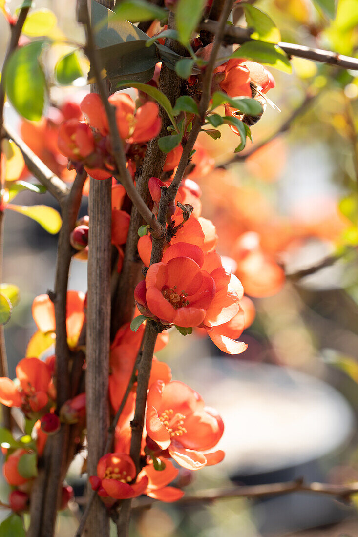 Chaenomeles japonica 'Sargentii'