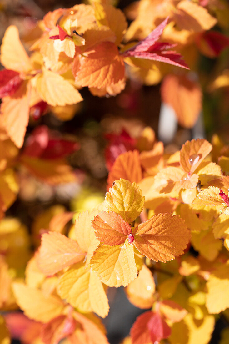 Spiraea japonica Double Play® 'Big Bang'(s)