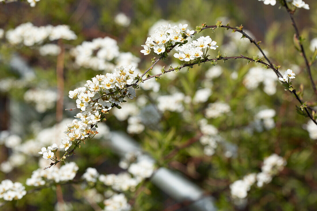 Spiraea x cinerea 'Grefsheim'