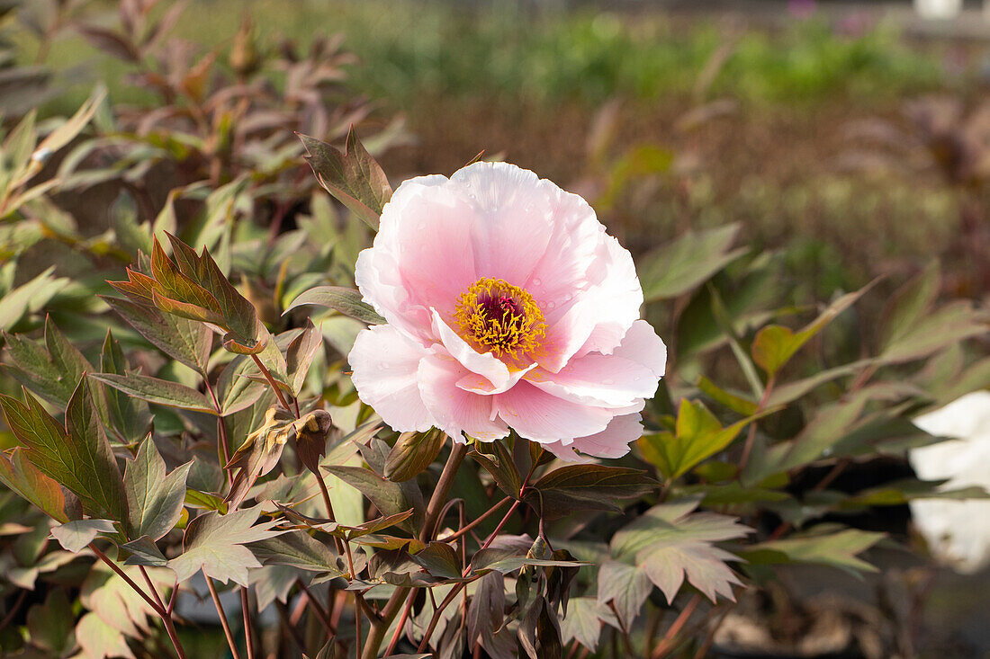 Paeonia x suffruticosa 'Yoshinogawa'