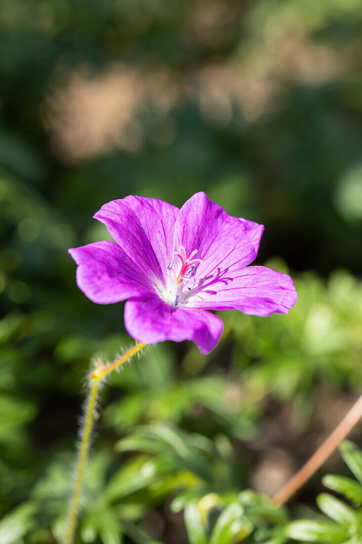 Geranium sanguineum