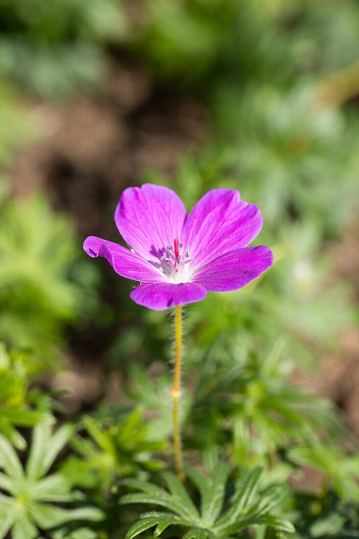 Geranium sanguineum