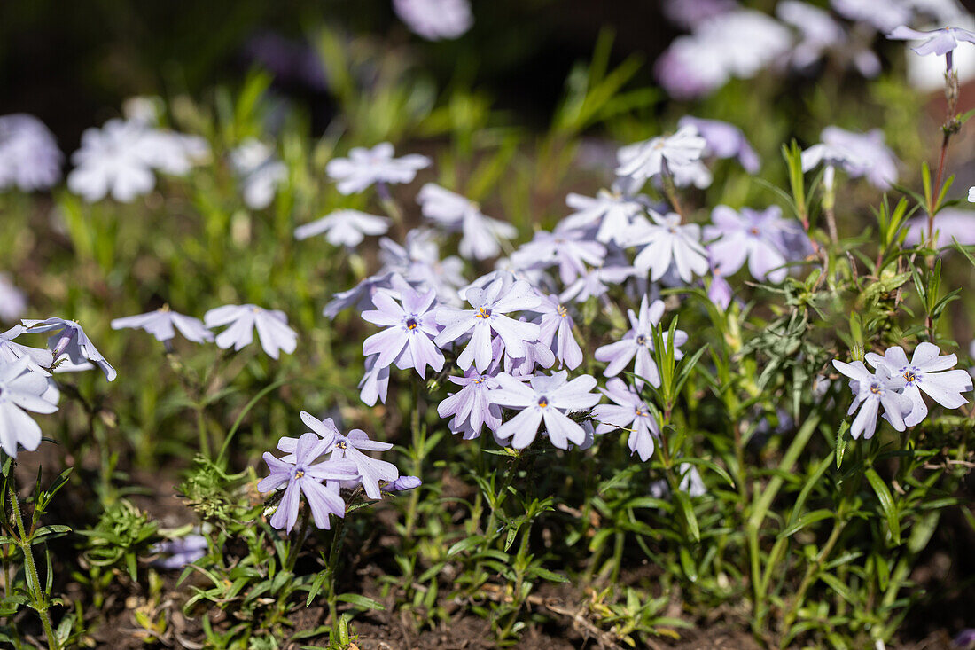 Phlox subulata 'Emerald Cushion Blue'