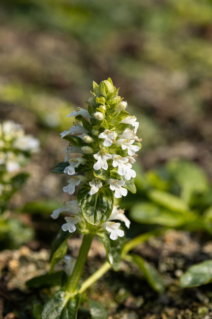 Ajuga reptans 'Alba'