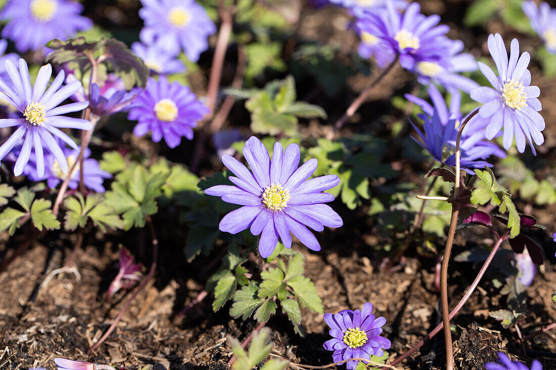 Anemone blanda 'Blue Shades'