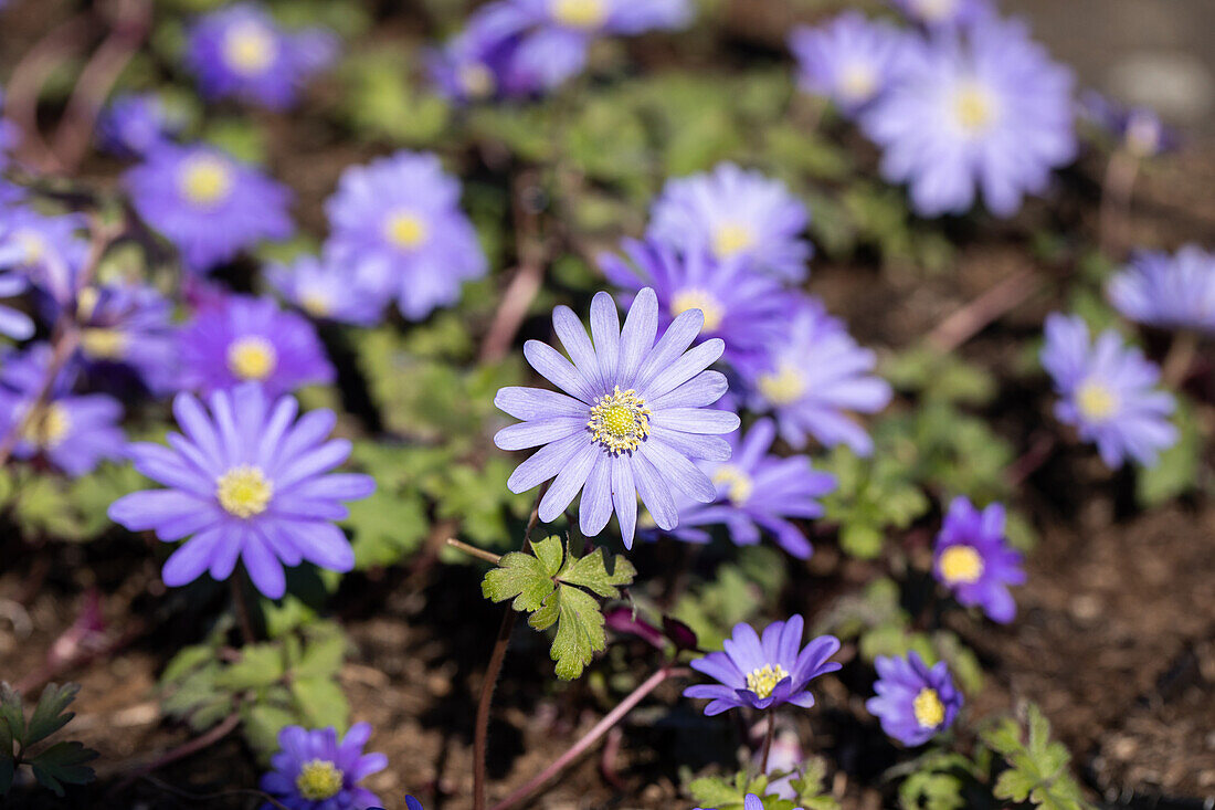 Anemone blanda 'Blue Shades'