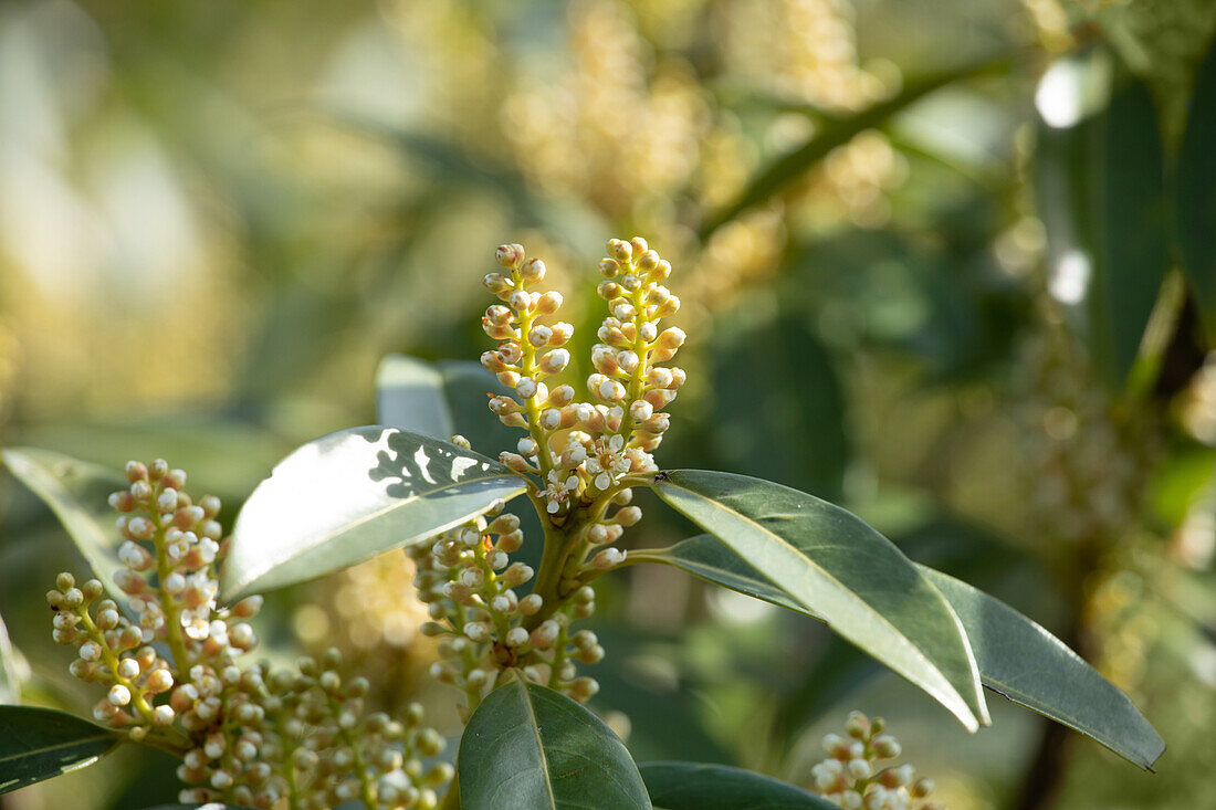 Prunus laurocerasus 'Otto Luyken'