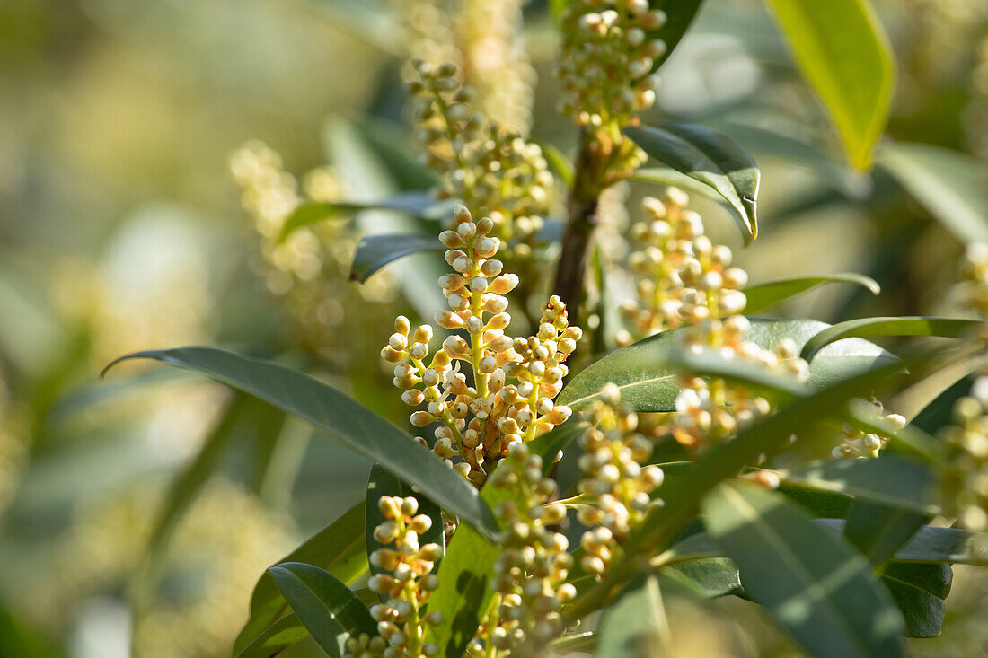 Prunus laurocerasus 'Otto Luyken'