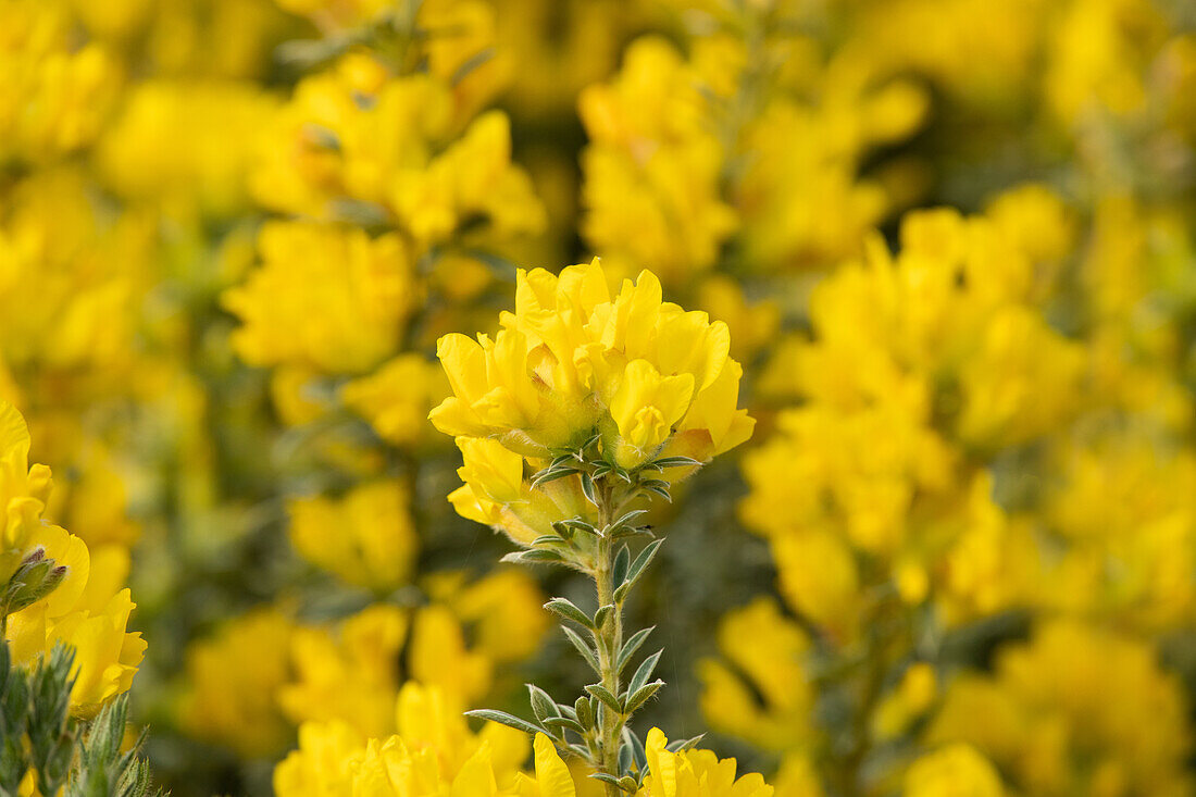 Cytisus austriacus