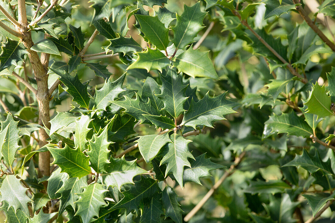 Osmanthus heterophyllus