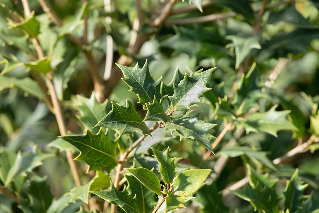 Osmanthus heterophyllus