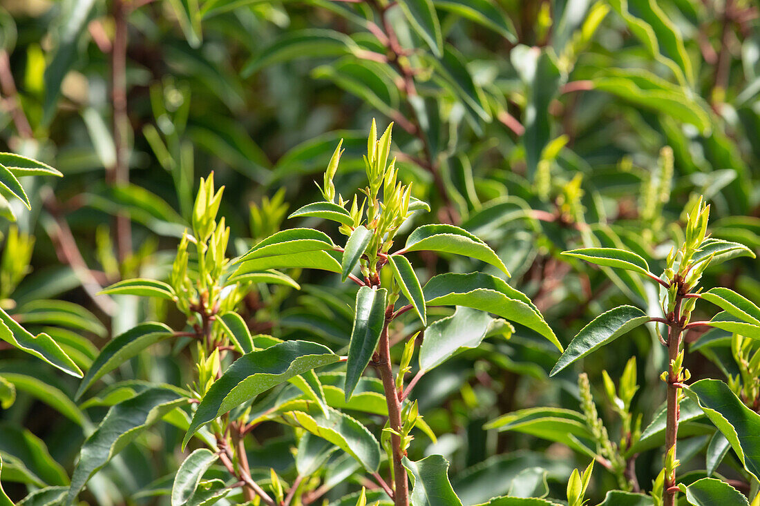 Prunus lusitanica