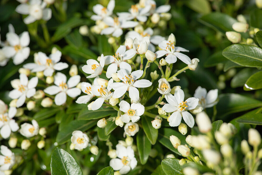 Choisya ternata