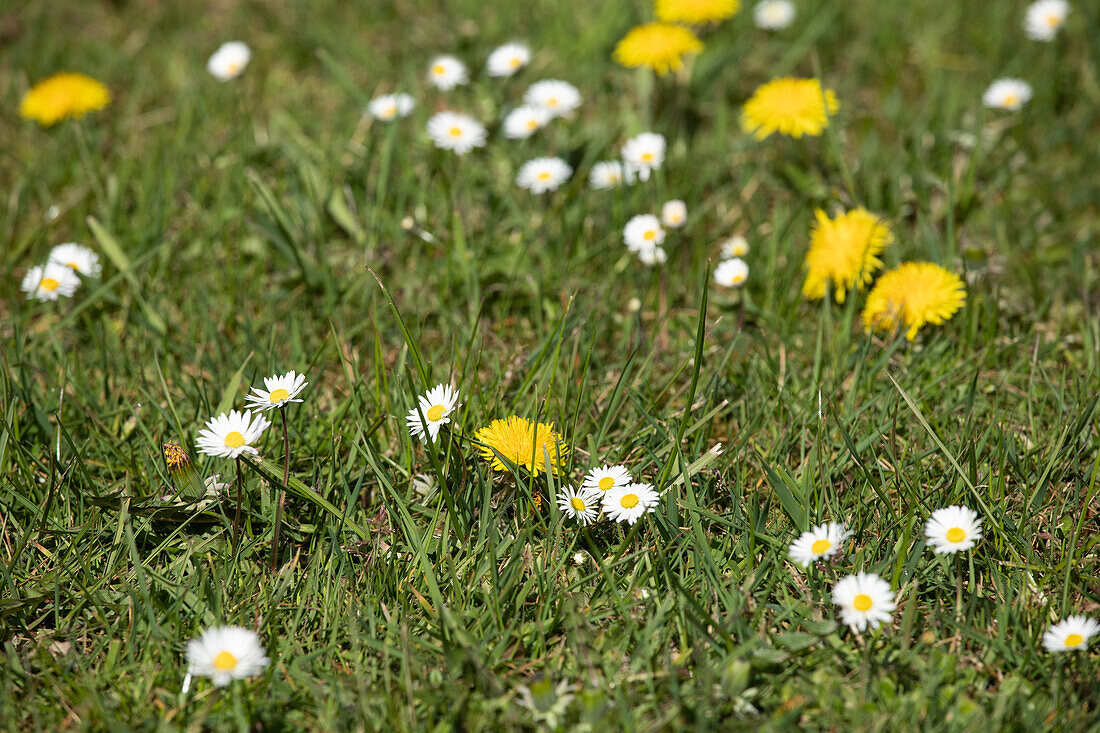 Taraxacum officinale