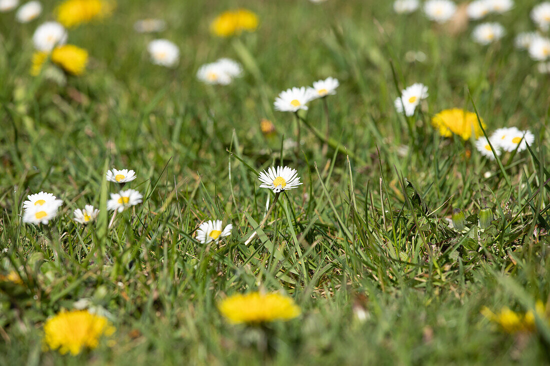 Bellis perennis