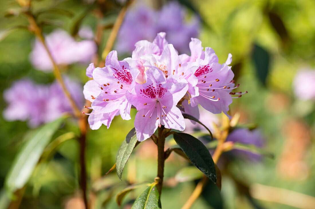 Rhododendron, rosa