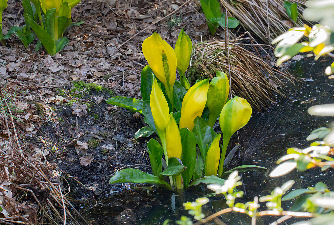 Lysichiton americanus