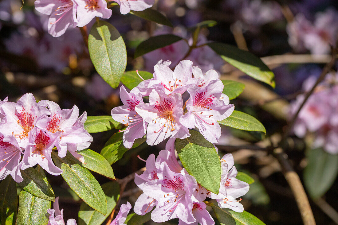 Rhododendron Wildformen